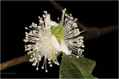Eugenia macrosepala